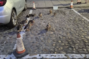 LISTEN - Sunday Late Show - Ducks abandon beck for the safety of Thirsk market place